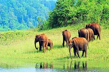 Periyar National Park